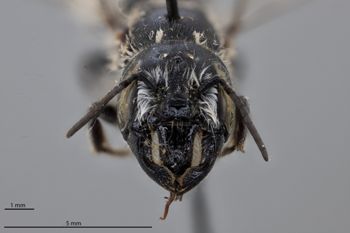 Media type: image;   Entomology 790896 Aspect: head frontal view